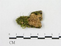 登錄號:F0005038藏品圖，第1張