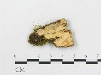 登錄號:F0005038藏品圖，第3張