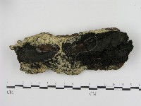 剛毛絲皮菌藏品圖，第1張