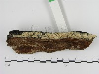 剛毛絲皮菌藏品圖，第3張