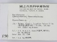 刺革菌屬藏品圖，第2張