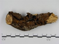 刺革菌屬藏品圖，第1張