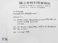 筍殼菌屬藏品圖，第2張