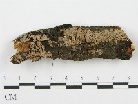 筍殼菌屬藏品圖，第1張