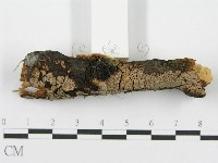 筍殼菌屬藏品圖，第3張