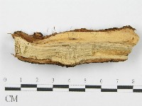 筍殼菌屬藏品圖，第4張