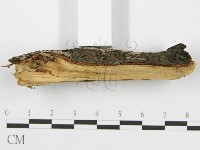 筍殼菌屬藏品圖，第5張