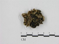 寡孔菌屬藏品圖，第1張