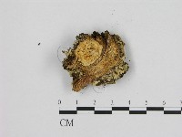 寡孔菌屬藏品圖，第3張