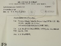 盤革菌屬藏品圖，第2張