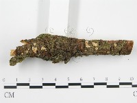 盤革菌屬藏品圖，第3張