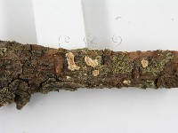 盤革菌屬藏品圖，第4張