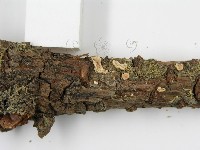 盤革菌屬藏品圖，第5張