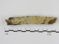 剛毛絲皮菌藏品圖，第1張