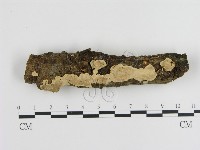 刺皮菌屬藏品圖，第1張