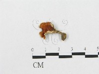登錄號:F0005066藏品圖，第4張
