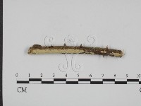 登錄號:F0005067藏品圖，第1張