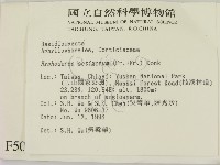 剛毛絲皮菌藏品圖，第2張