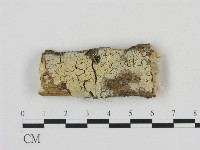 剛毛絲皮菌藏品圖，第1張