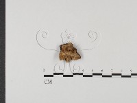 登錄號:F0005071藏品圖，第1張