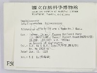 相鄰小孔菌藏品圖，第2張