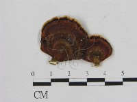 相鄰小孔菌藏品圖，第1張