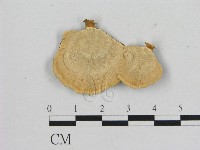 相鄰小孔菌藏品圖，第3張