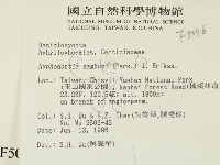冇骨消絲齒菌藏品圖，第2張