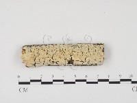冇骨消絲齒菌藏品圖，第1張