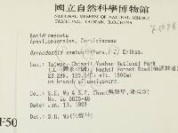 冇骨消絲齒菌藏品圖，第2張