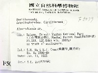 盤革菌屬藏品圖，第2張