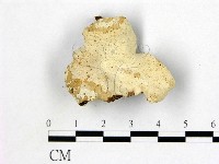 盤革菌屬藏品圖，第1張