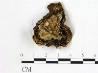 盤革菌屬藏品圖，第3張