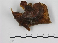 登錄號:F0005086藏品圖，第1張