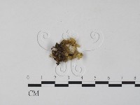 登錄號:F0005090藏品圖，第1張