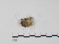 登錄號:F0005090藏品圖，第3張