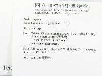 骨皮菌屬藏品圖，第2張