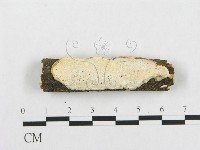 骨皮菌屬藏品圖，第1張