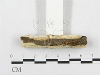 骨皮菌屬藏品圖，第3張