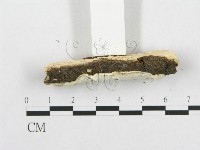 骨皮菌屬藏品圖，第4張