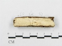 骨皮菌屬藏品圖，第5張