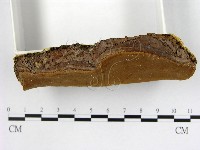 木層孔菌屬藏品圖，第3張