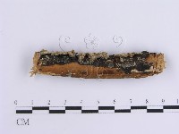 韌革菌屬藏品圖，第1張