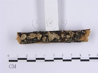 韌革菌屬藏品圖，第3張