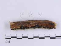 韌革菌屬藏品圖，第4張