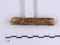 韌革菌屬藏品圖，第5張