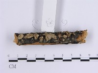 韌革菌屬藏品圖，第6張