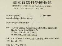 偏腫栓菌藏品圖，第2張