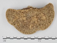 偏腫栓菌藏品圖，第1張