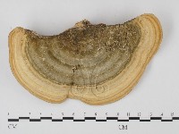 偏腫栓菌藏品圖，第3張